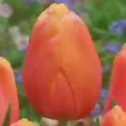 Stunning Apricot